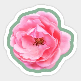 Roses are (pink) Sticker